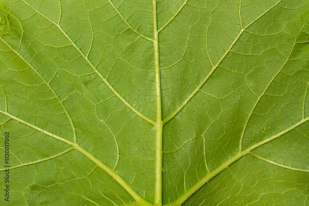 Fototapeta premium A green leaf of a pumpking plant in a close up view