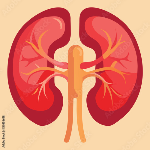 Comprehensive Guide to Kidney Health: Tips, Symptoms, and Care