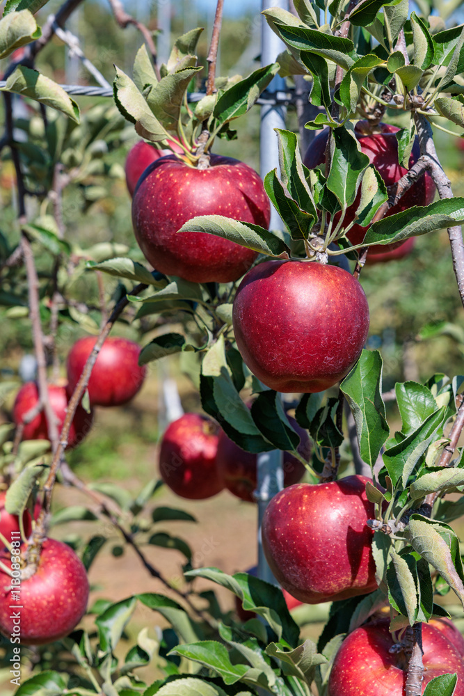 Obraz premium Akibae of delicious apple varieties in the orchard.