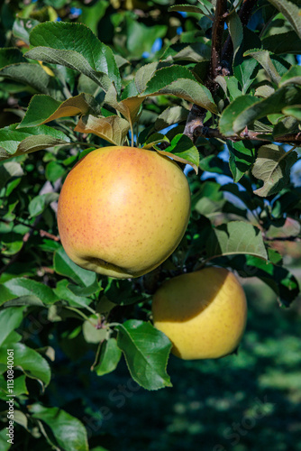 Gunma Meigetsu, a delicious apple variety in the orchard. photo