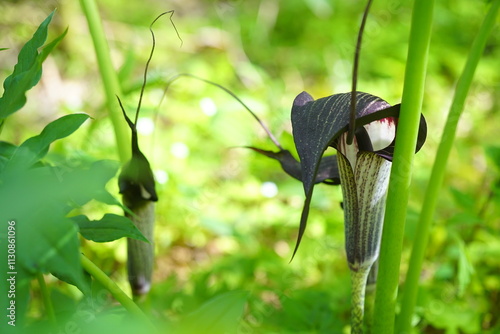 ウラシマソウの花 photo