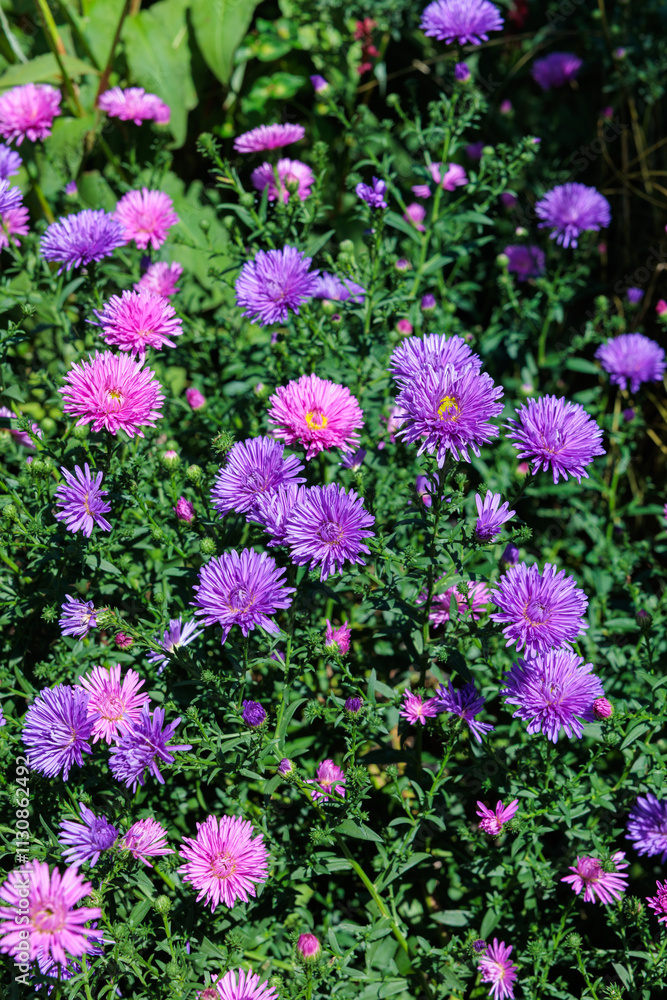 Obraz premium The purple double flowered aster flowers that bloom in full bloom in the autumn garden are beautiful.