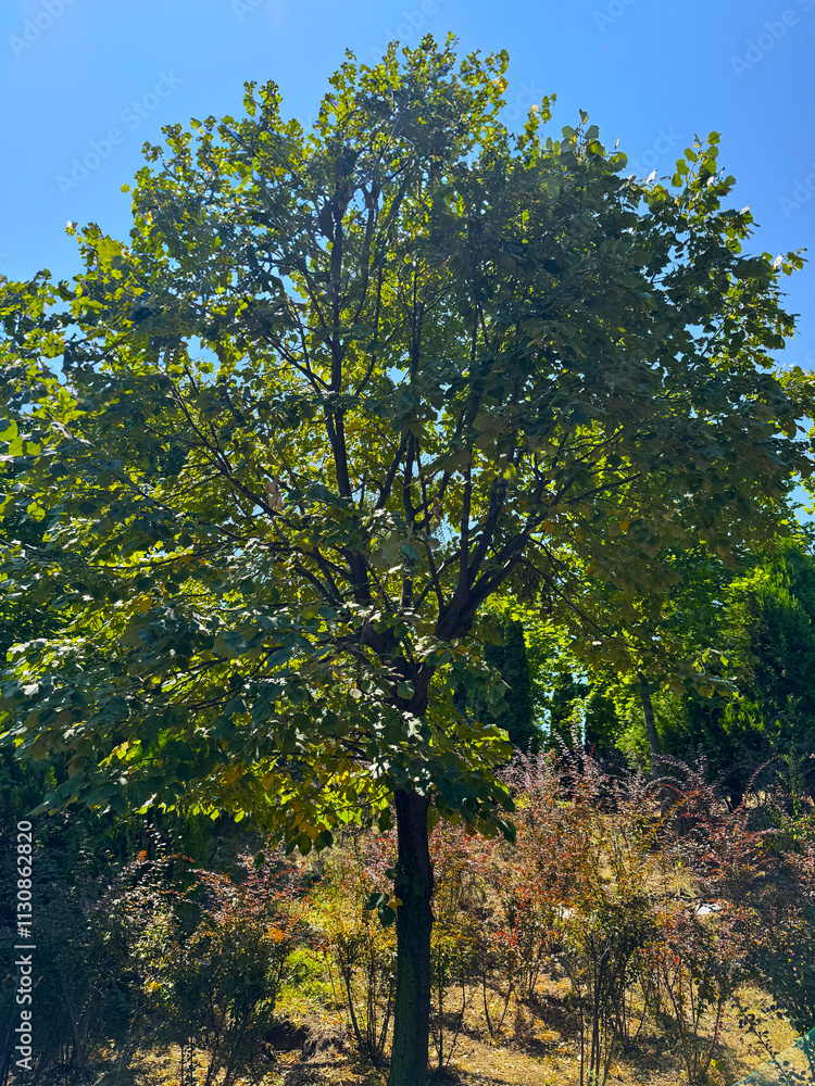 Fototapeta premium Tilia cordata leaves and flowers growing on tree branches. Young leaves of an American basswood tree, Tilia Americana. Tilia Americana nova. Large-leaved American linden, Fragrant linden. Close-up.