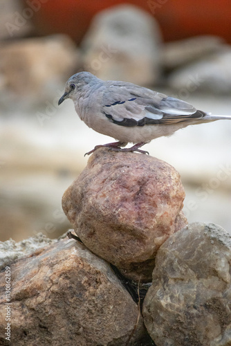 The picui dove, popularly known as the pajeú dove, São José dove and white dove, is a species of bird in the Columbidae family. photo