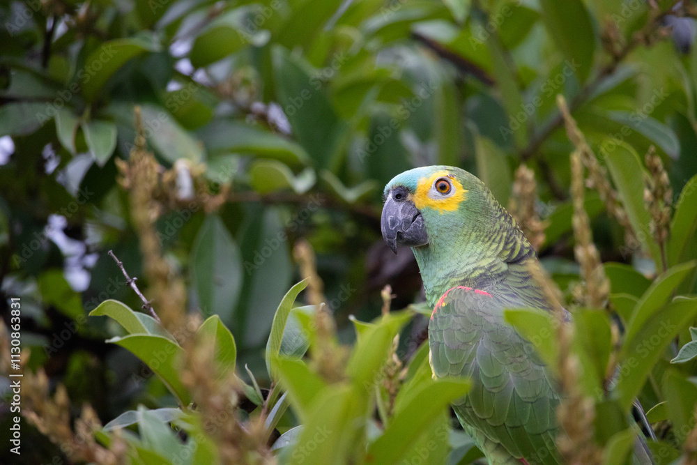 Amazona aestiva, commonly known as papagaio-verdadeiro, is a bird from ...