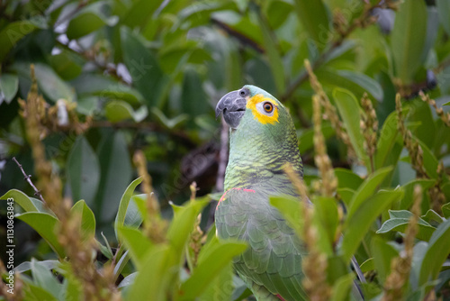 Amazona aestiva, commonly known as papagaio-verdadeiro, is a bird from the family of psittacídos, native to eastern Brazil photo