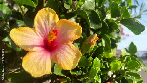 Yellow hibiscus flower close up,Tenerife,Canary Islands,Spain. Common name are Jasvandi, Gurhal, Chinese hibiscus, Shoe flower, Mandaram.  photo