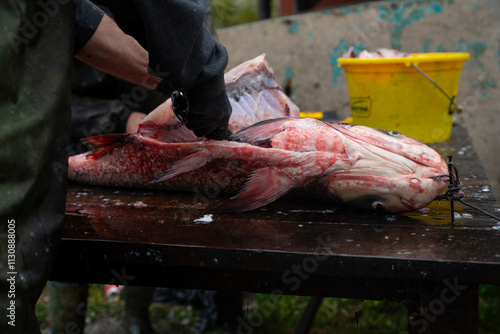 Fisherman filleting Bighead carp fish by the lake. Hypophthalmichthys is a large cyprinid fish photo