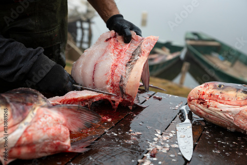 Fisherman filleting Bighead carp fish by the lake. Hypophthalmichthys is a large cyprinid fish photo