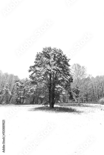 Lonely tree covered with snow on a meadow