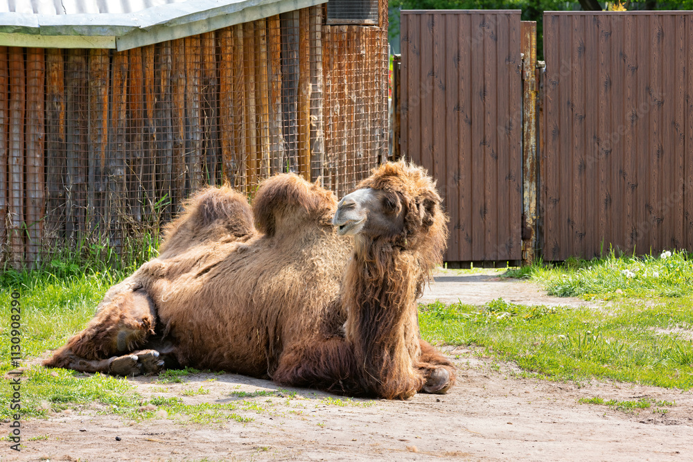 Relaxed camel enjoying a sunny afternoon in a rural setting