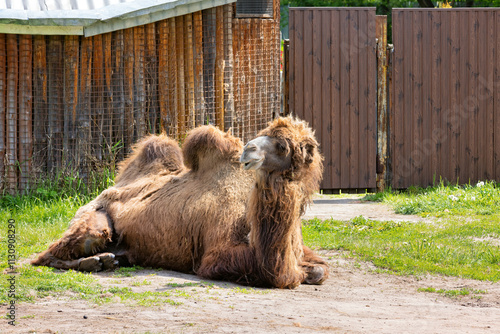 Obraz na płótnie Relaxed camel enjoying a sunny afternoon in a rural setting w salonie