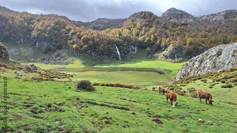 Fototapeta premium cows on the meadow and lake in asturias