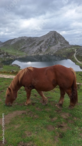 horse in the mountains