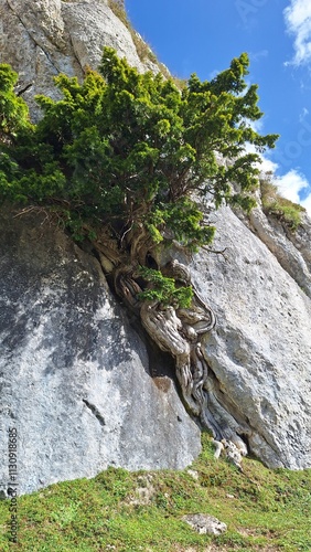 tree between the rocks of the mountain