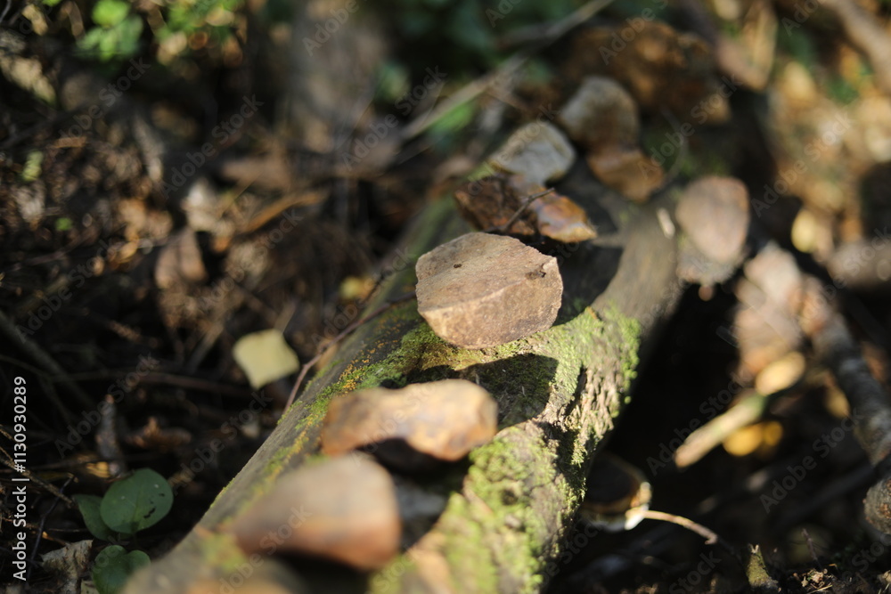 Fototapeta premium Stones in the woods. Dry creek. Stones in nature.