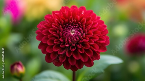 Closeup of a Vibrant Crimson Dahlia Bloom in a Lush Garden Setting