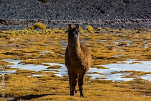 Llama