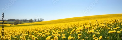 Field of dandelions with vibrant yellow flowers against a clear blue sky, yellow, landscape, tranquil