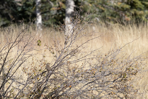 A Cassin’s finch on a branch photo