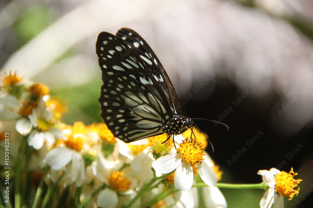 Fototapeta premium Black and white butterfly perched on yellow and white flowers in sunlight, blurred nature background 