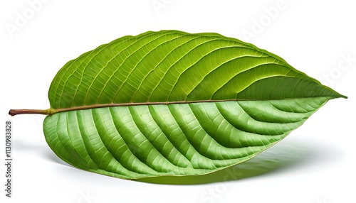 Single Green Kratom Leaf Isolated on White Background photo