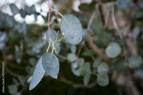 Photo d'une branche isolée d'eucalyptus pris en macro sur un fond vert