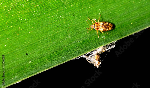 bedbug posing on a leaf