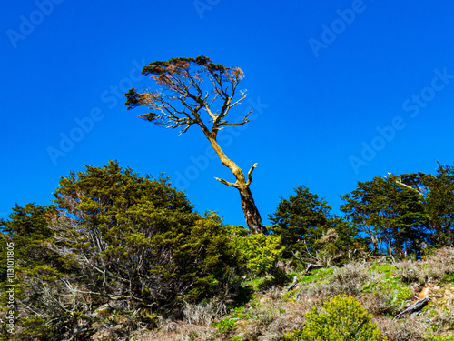 Austral tree