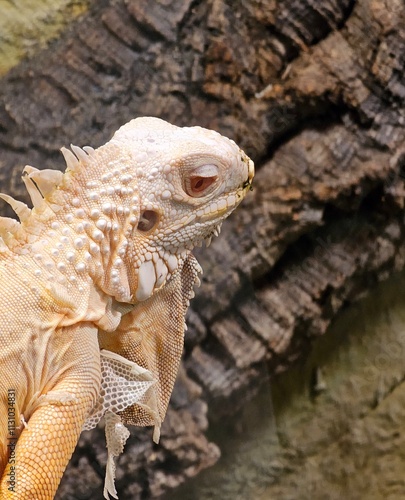 iguana on the rock photo