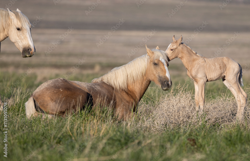 Obraz premium Wild Horses in Springtime in the Utah Desert