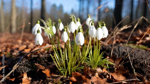 Wallpaper Mural snowdrops in the spring forest illuminated by the sun Torontodigital.ca