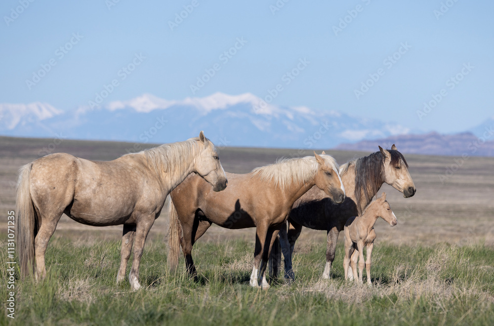 Obraz premium Wild Horses in Springtime in the Utah Desert