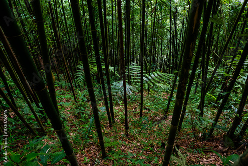 Green lush bamboo forest in Sapa, Vietnam
