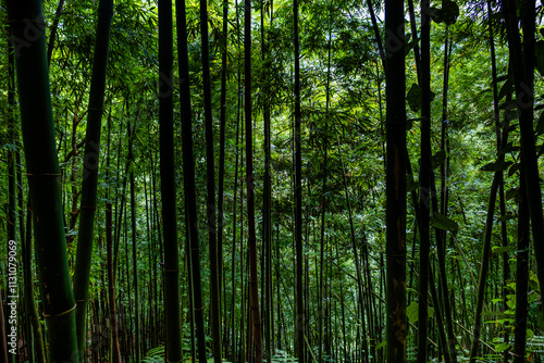 Green lush bamboo forest in Sapa, Vietnam