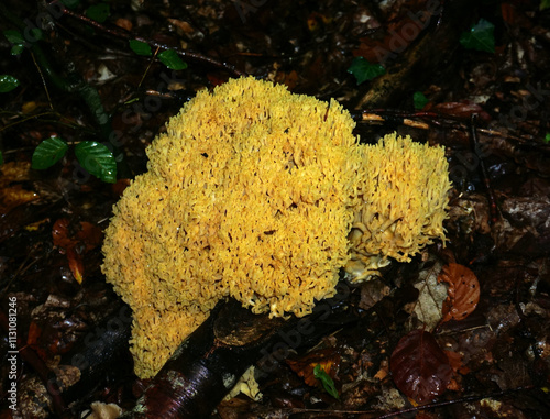 Gelbliche Koralle; Ramaria flavescens; coral mushroom