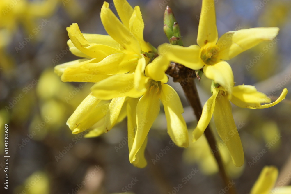 Fototapeta premium Bright yellow flowers bloom on a sunny spring day in a vibrant garden, showcasing nature's beauty and freshness in full display