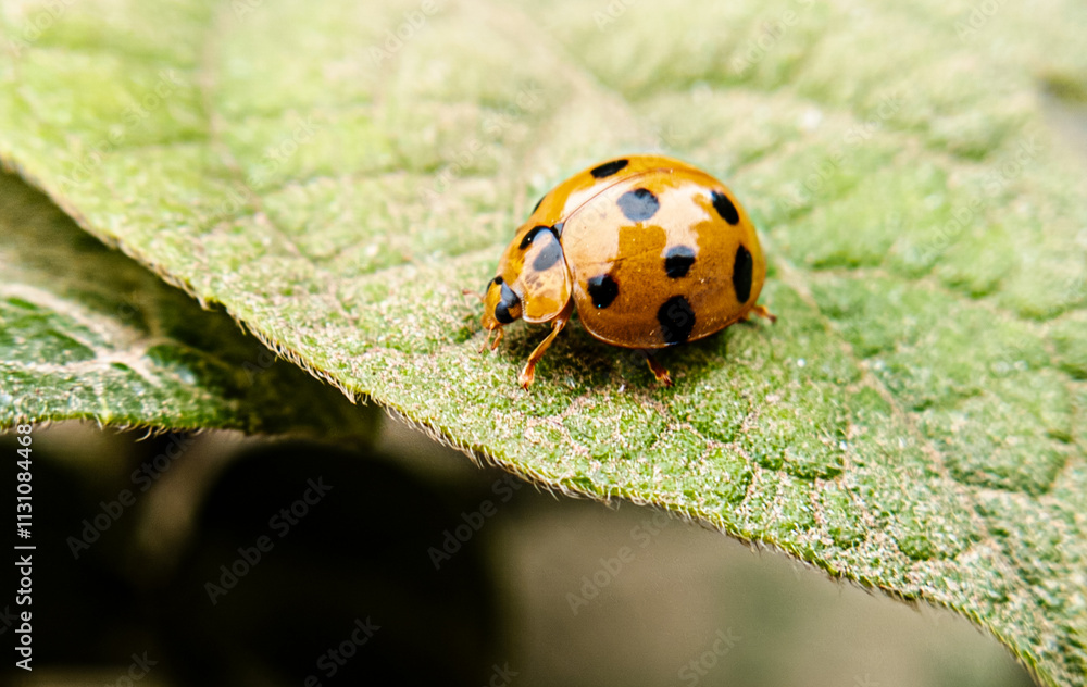 Fototapeta premium Macro Photography of Nature’s Hidden Jewels: A Yellow-and-Black Dotted Insect on a Canvas of Green