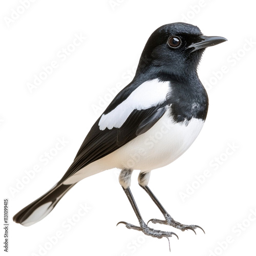 The Magpie Robin Doyle bird isolated on a transparent background