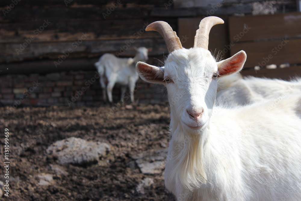 Fototapeta premium White goat standing in a farmyard with another goat in the background during daylight hours