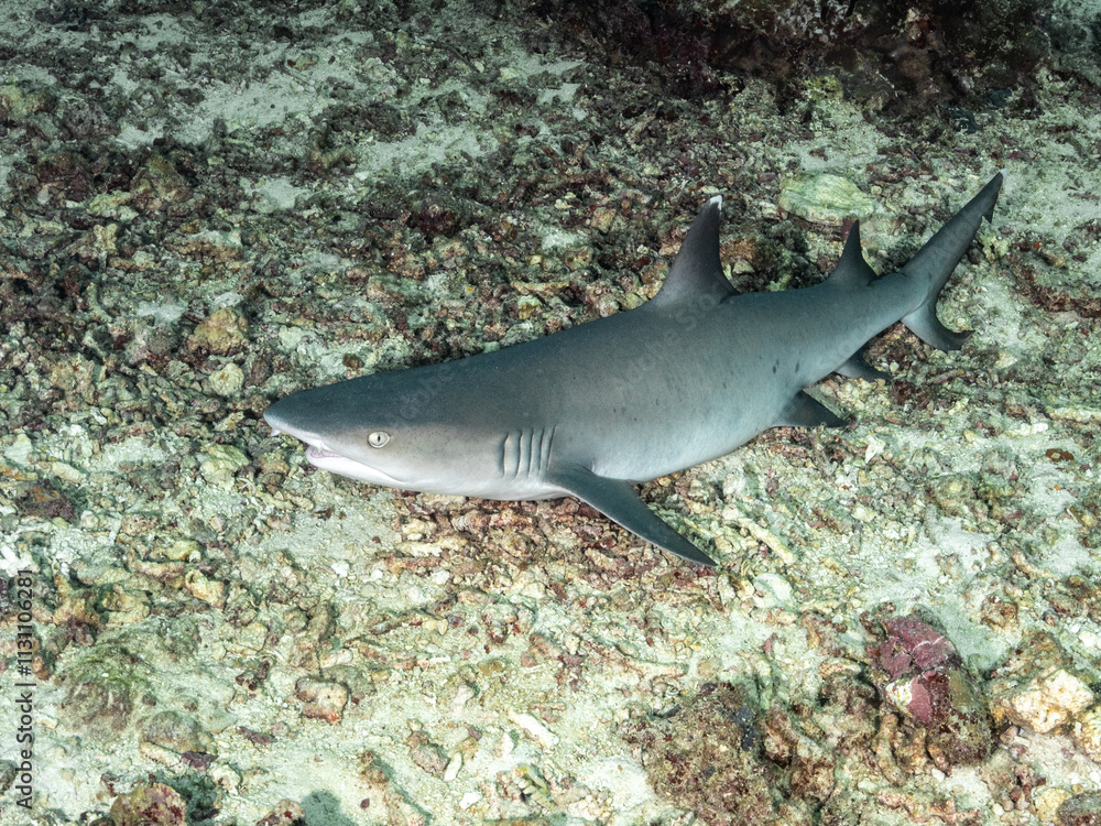 Fototapeta premium White-Tipped Reef Shark (Triaenodon obesus)