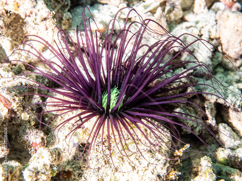 Tube-dwelling sea anemone (Cerianthus filiformis) photo