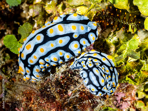 Nudibranch (Phyllidia varicosa), three of them photo