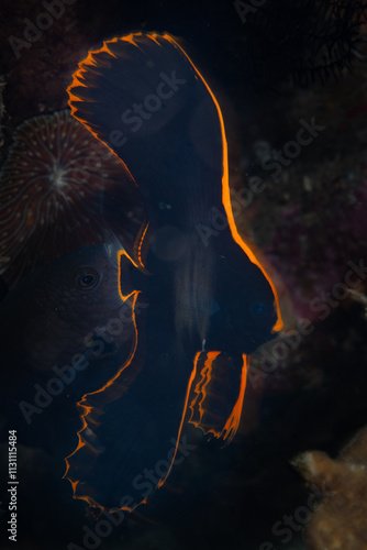 A juvenile Pinnate spadefish, Platax pinnatus, displays vivid orange and black markings as it hovers over a shallow coral reef in Indonesia. These fish change dramatically as they mature into adults. photo