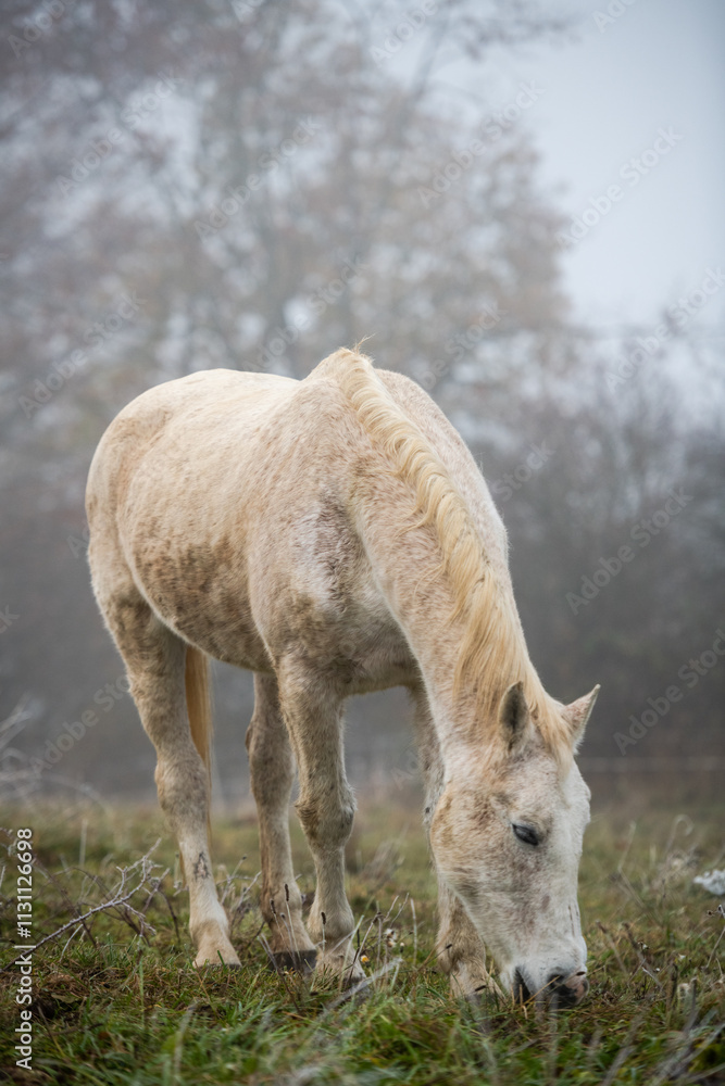 Obraz premium Serene Foggy Landscape with Horse Grazing in the Fields