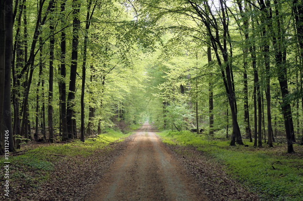 Fototapeta premium Waldweg