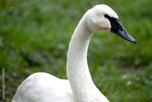 The Trumpeter Swan (Cygnus buccinator). photo