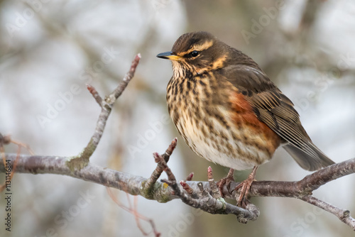 Slika na platnu Redwing (Turdus iliacus) in winter, Reykjavik, Iceland