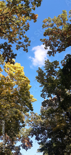 Blue sky through green tree tops