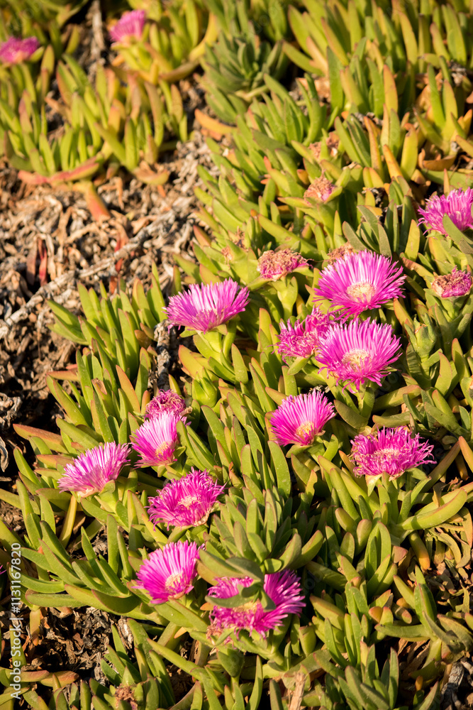 pink flowers of the sunbeam or Lampranthus